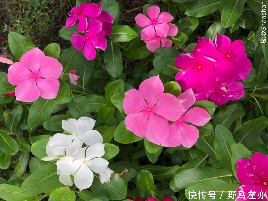 狗牙花|1种花剧毒之花，也是环保卫士，真是让人又爱又恨