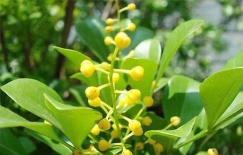 家养“米兰花”,做好三个前奏,枝繁叶茂,开花数量多