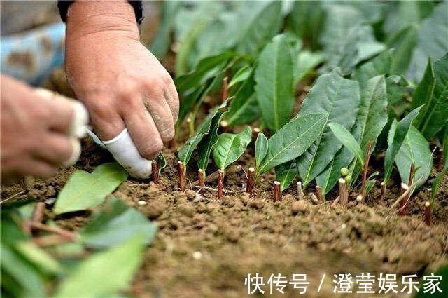 婆婆经常去花店蹭点叶子,没花一分钱,就把花种满了阳台