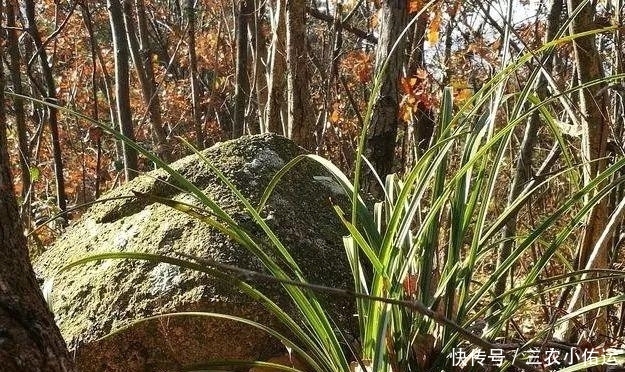 雨水|内炼一口气，不接触土壤都能生根，兰花原来是这么生长的