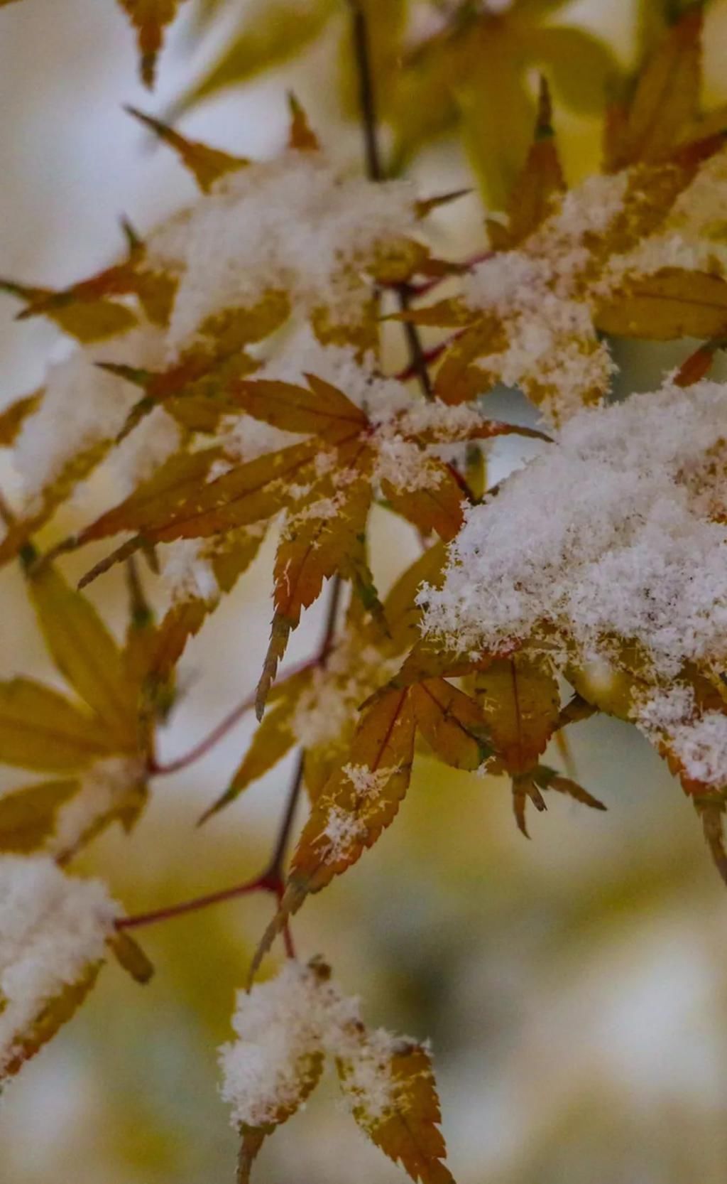 巴丹吉林沙漠|11月，往北看雪，往南赏秋。