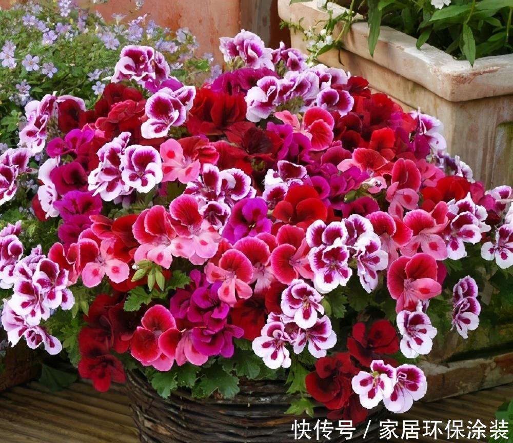 天竺葵怎样多开花?明白一些“小技巧”,开一个圆滚滚的大花球