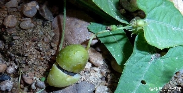 在农村河边有很多这种野草,你们见过吗?个人感觉这东西非常烦人