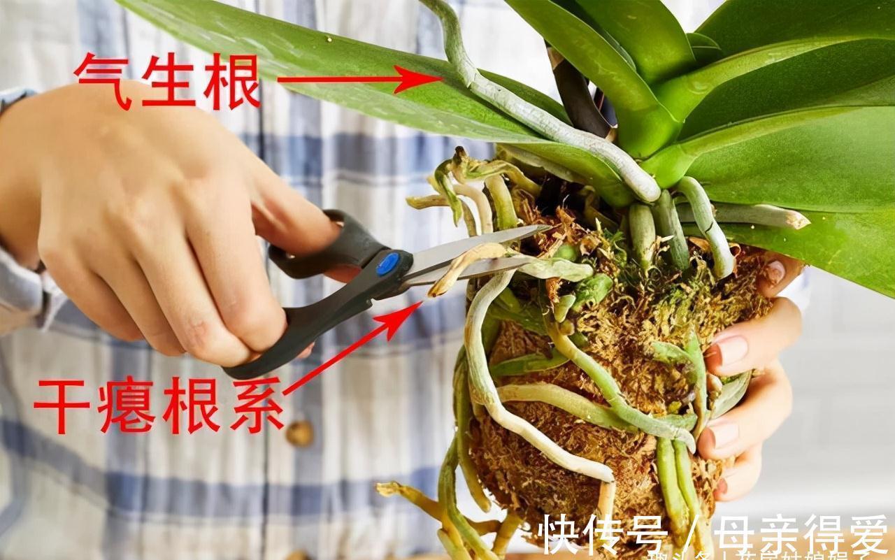 养花重在养根，养好根系要让盆土达到理想状态，关键是要配合平衡