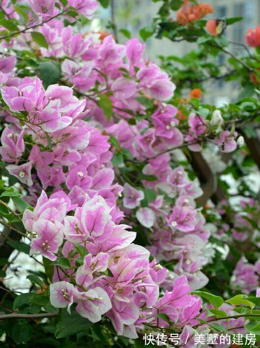 品种|懂花的人,钟爱4种花,开花容易爆,简单好打理