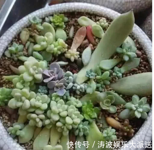 养花|多肉叶插不出芽掌握关键1点，生根出芽超快，轻松长满盆！