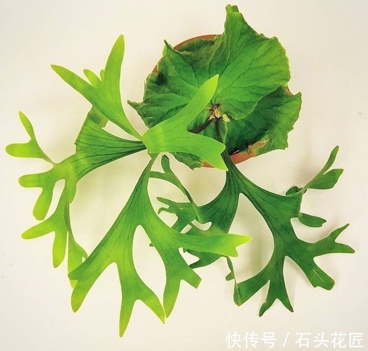 鱼骨|此5种植物，叶子“奇特”又漂亮，养在家里大气、又好看
