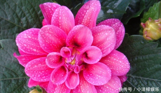 等到它|新手养花,掌握3个技巧,花期延长好几个月,四季反复爆花!