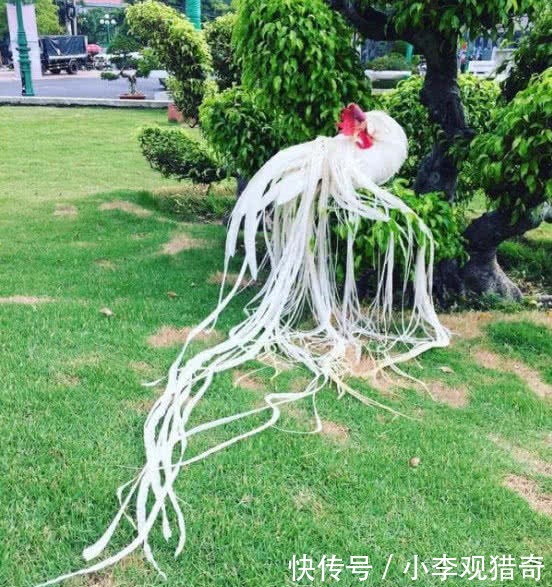 没卖|史上最与众不同的鸡,每天的食物比人都贵,曾开价三万美元都没卖