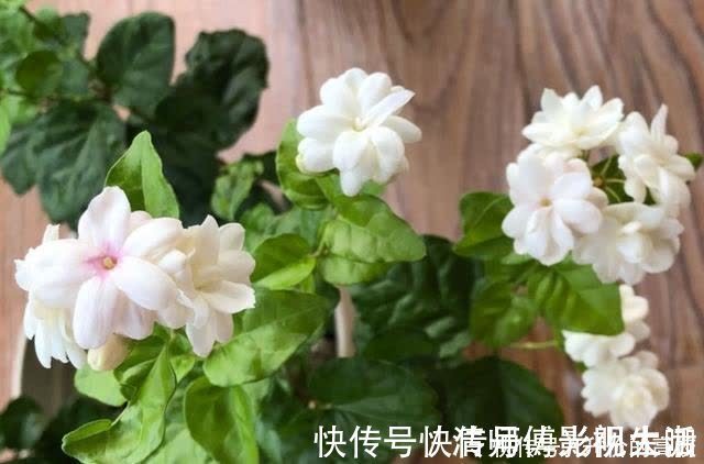 新手|养茉莉花有5个常见问题，对于新手来说，避免才能花开不断不黄叶