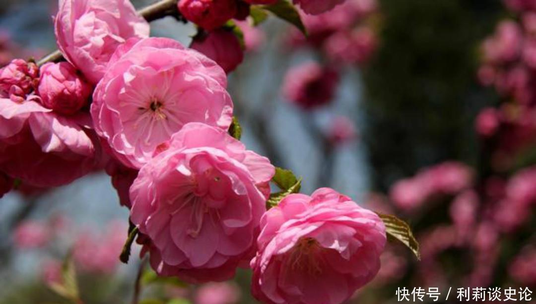 这首诗|元稹一首很特别的诗,写得生动有趣,读来让人有一种身临其境之感