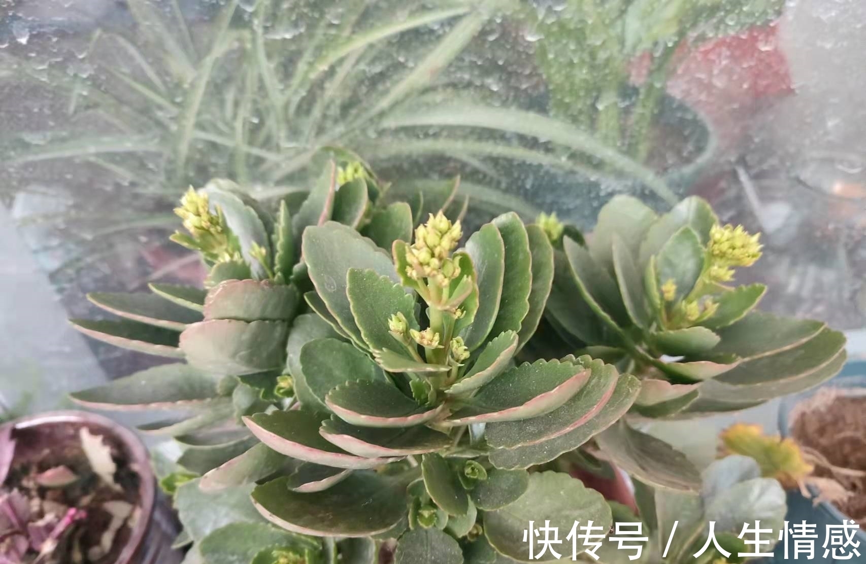 施肥|为什么你的长寿花养不活?看我是如何将长寿花养的粗又壮的!