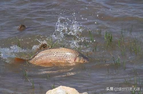 钓鱼时不能大声说话,声音会把鱼吓跑,鱼真能听到人说话吗?