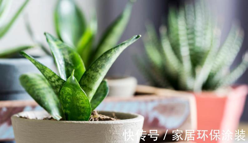 透气性|养殖虎皮兰,落实好“2多2少1勤”,叶子挺直,侧芽呼呼窜爆盆