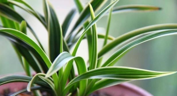 家庭养花必不可少的4种“好材料”,不花一分钱,配土透气又透水