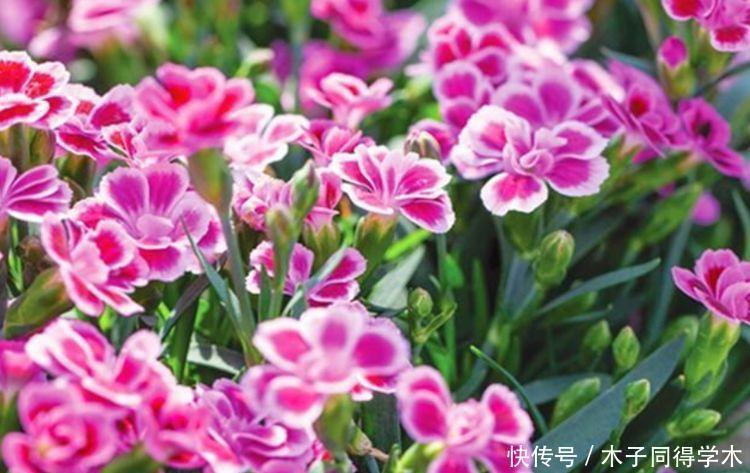 懒人|花卉市场最畅销的4种花,清新脱俗,懒人最爱