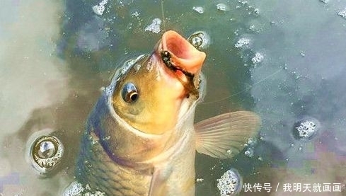5月份怎么钓鲤鱼?只要用这两款饵料,一钓一个准,小白也能爆护