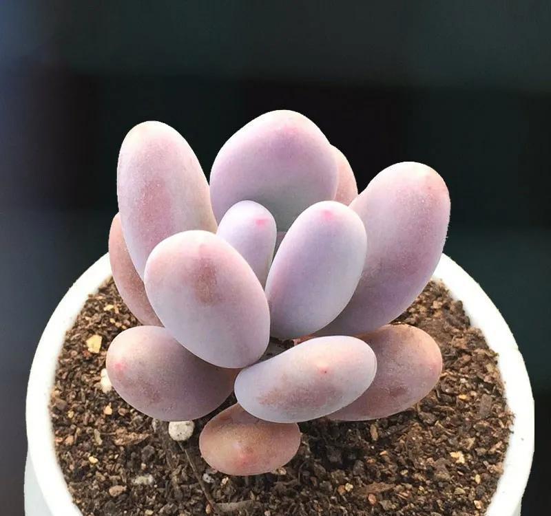 这八种漂亮多肉很常见，能够认全的人却不多，你又能认识几种呢