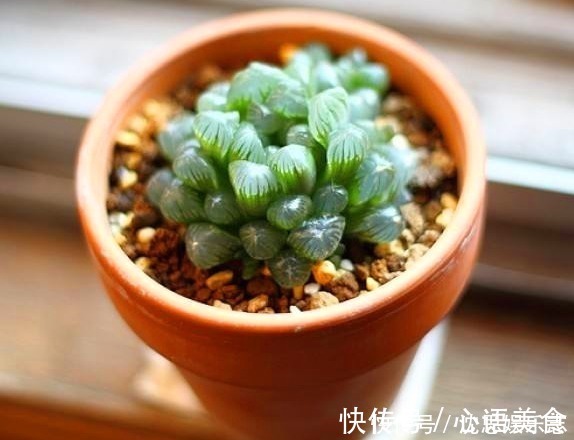 盆栽|夏日炎炎，玉露就得“这么养”，能让叶子肉嘟嘟，更有养花体验