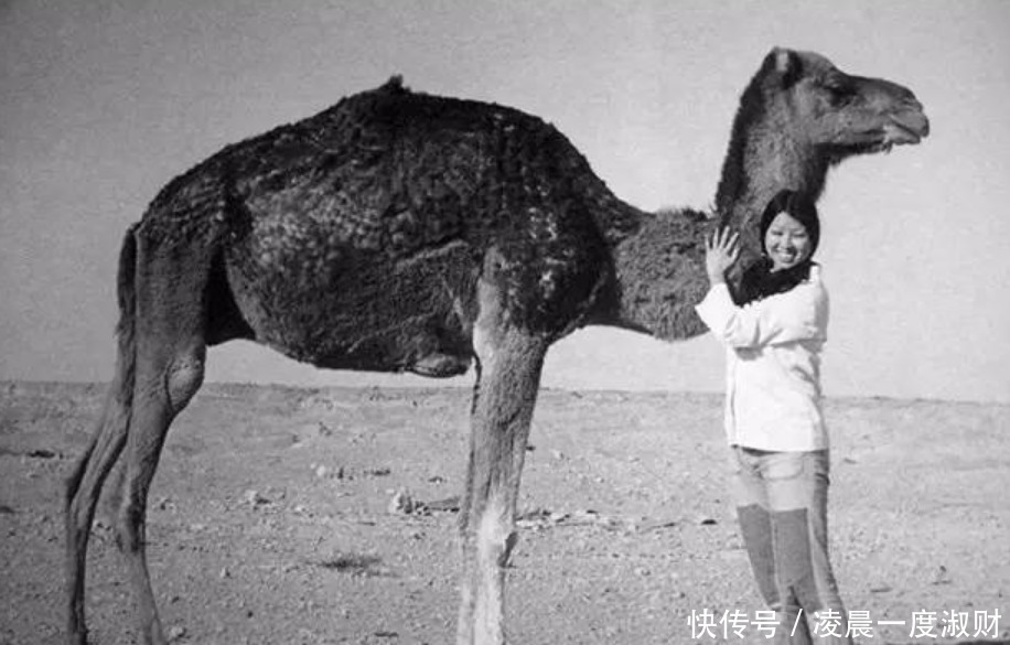 三毛与荷西的爱恋,真像她书中那样美好邻居其实是她自作多情