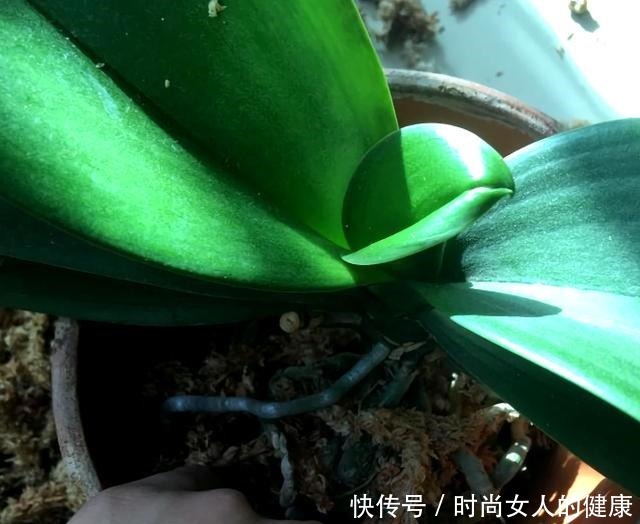 春节买的蝴蝶兰,做好3件事,不用“花后扔”,还能1盆变多盆!