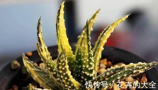 难怪你家多肉长不好,这些多肉,越晒太阳长得越不好