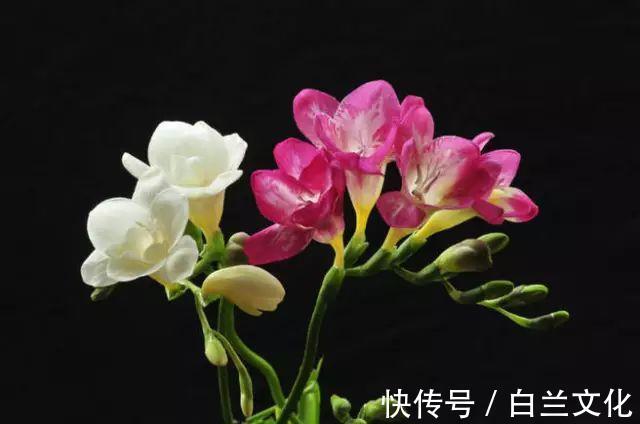 养花知识叫兰不是兰，花却美成仙，看看你家有几盆