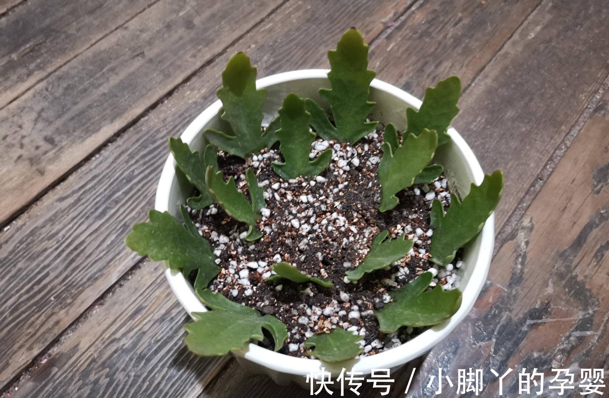 4种花,漂亮皮实又好养,用一片叶子也能扦插繁殖,绝了