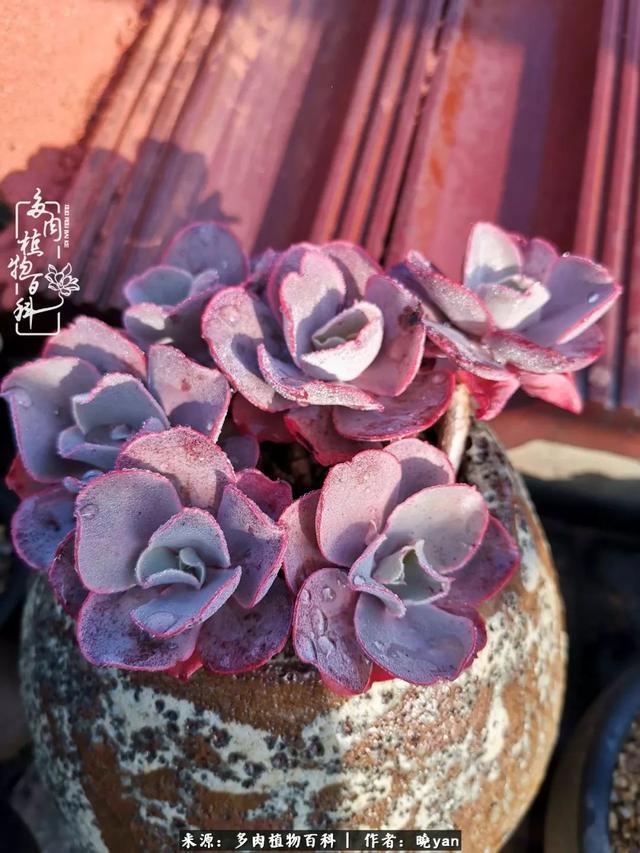 养多肉近四年,一路的走来,阳光总在风雨后!
