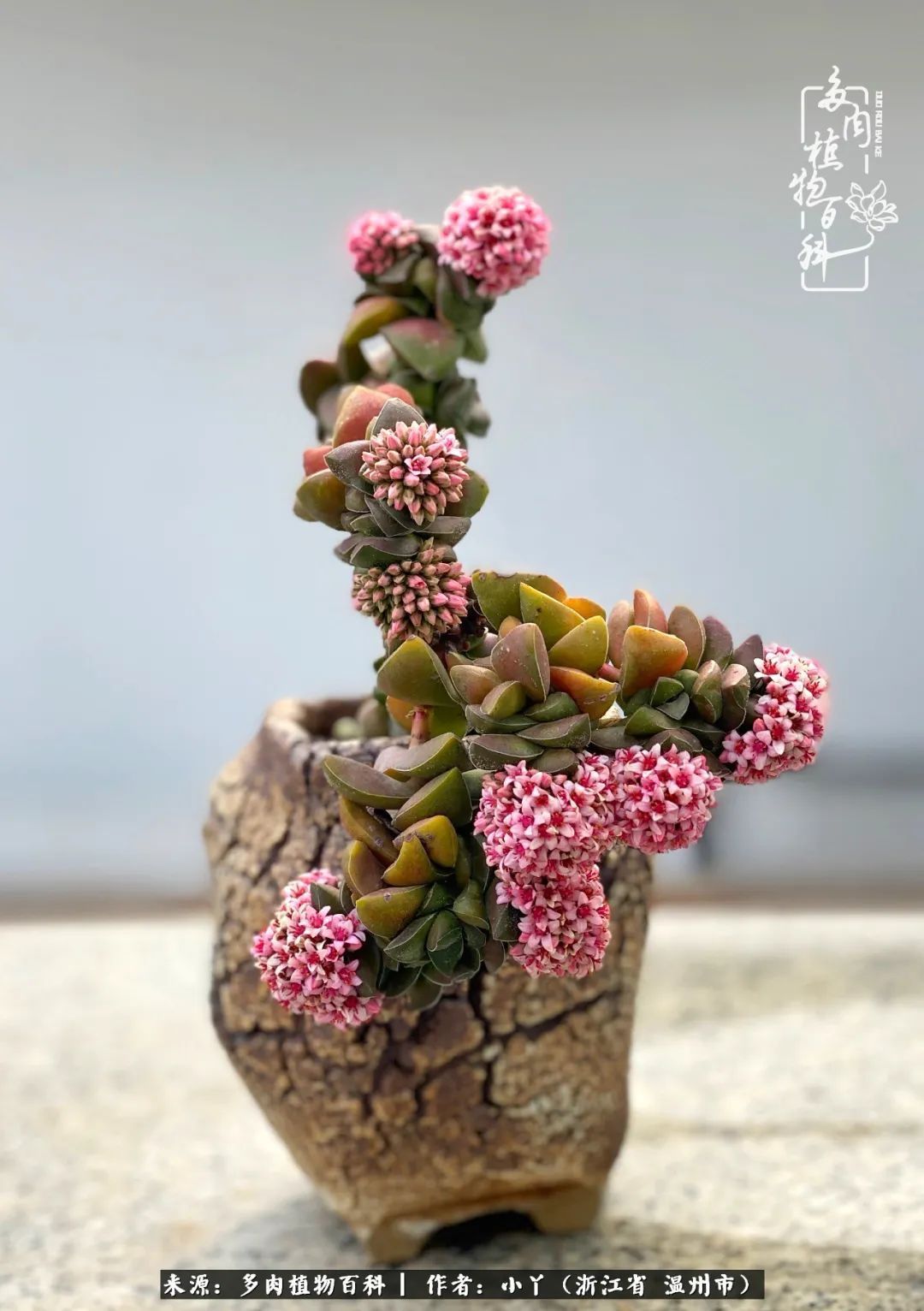 祖上无院家里无矿，一腔浪漫情怀付诸楼顶造花！