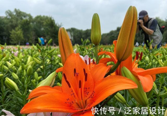 纯洁|沈阳沈水湾公园：最美最仙百合花