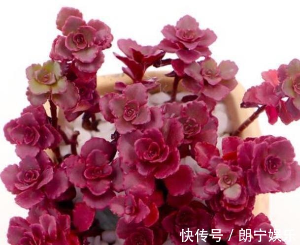 5款“玫瑰系”多肉,不仅颜值高,且好养活,新人也适合