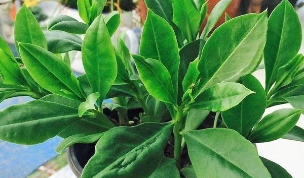 人参|农村一种“假人参”,营养大的惊人,可吃可入药,见到不要错过