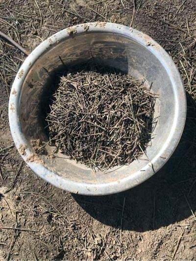 铺设|盆底垫三种东西,不怕招虫不烂根生病,养花更省事了