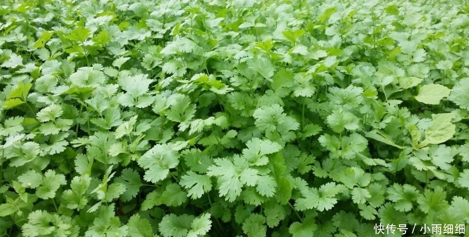香菜|香菜不能与此物一起食用，却有很多人还不清楚，看完告诉身边人