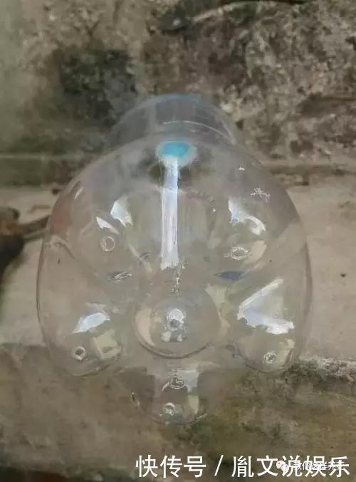 塑料瓶别扔了,用来养花真是神器!可别浪费了!