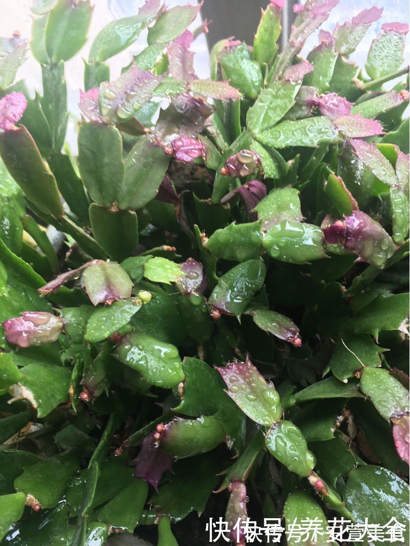 根系|养花烂根不光浇水太多，其实有4个原因，对症下药是关键