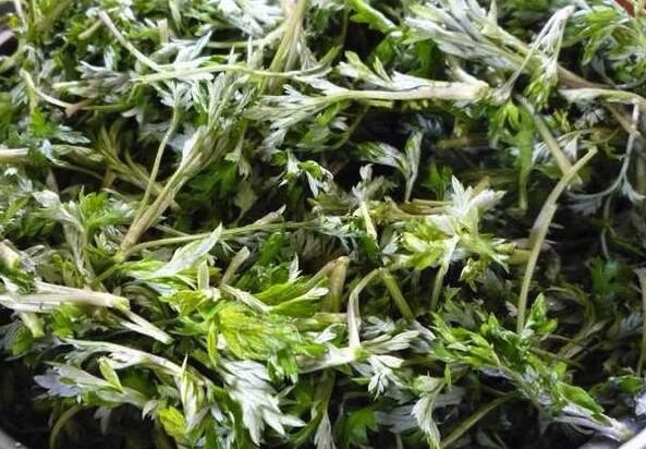 止痒|惊呆了！夏天用艾草煮水，竟有这些神奇功效