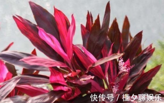 养不好花不如养叶子，简单还好打理，叶子长起来比花还要漂亮