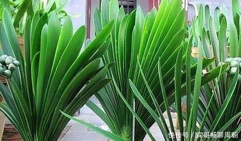 花盆埋上“几粒它”，比鸡蛋壳、橘子皮强百倍养花一年不用施肥