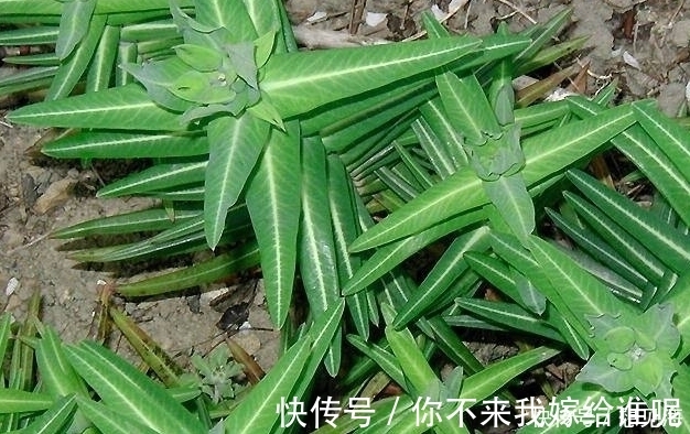 浸提液|农村一种叫不出名的野草,植株乳汁能逐水消肿、破症杀虫、镇痛等