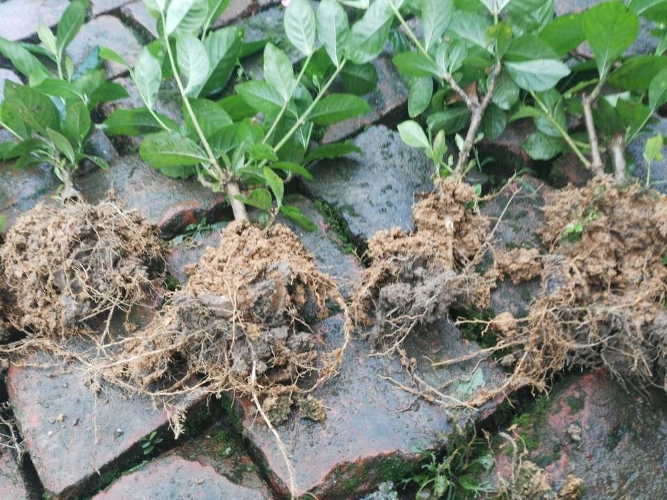 自制|扦插栀子、茉莉，使用垃圾自制“生根器”，7天冒白根，忒好养