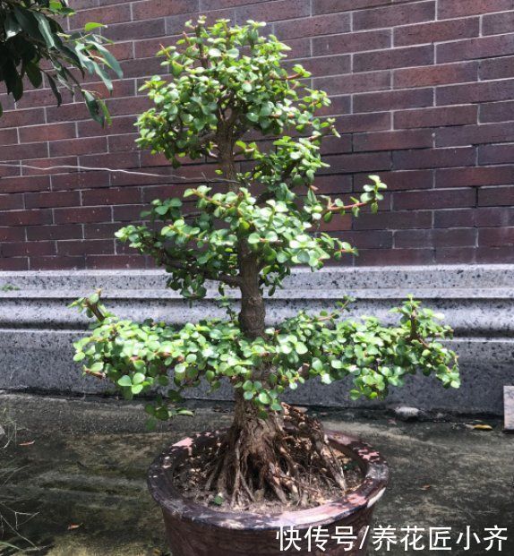 枝条|入秋后养金枝玉叶,做好“3件事”,叶片肥厚油绿,长得枝繁叶茂