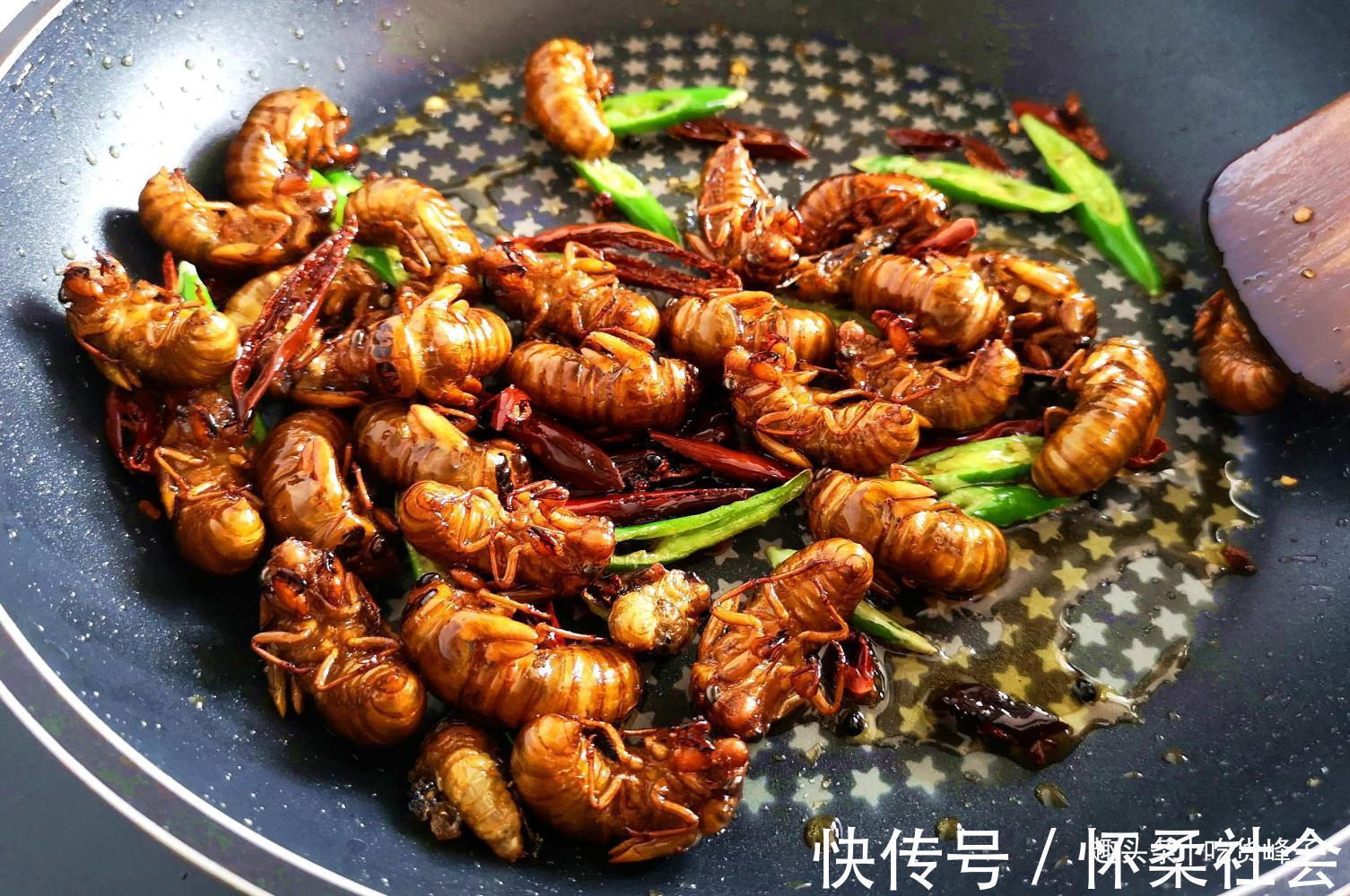 高蛋白食物|地下蛰伏5年,知了能吃吗吃了对身体有何危害为了健康别再吃错