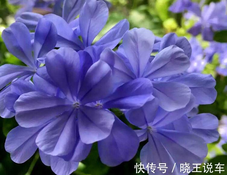 蓝雪花这样养,不爆盆才怪