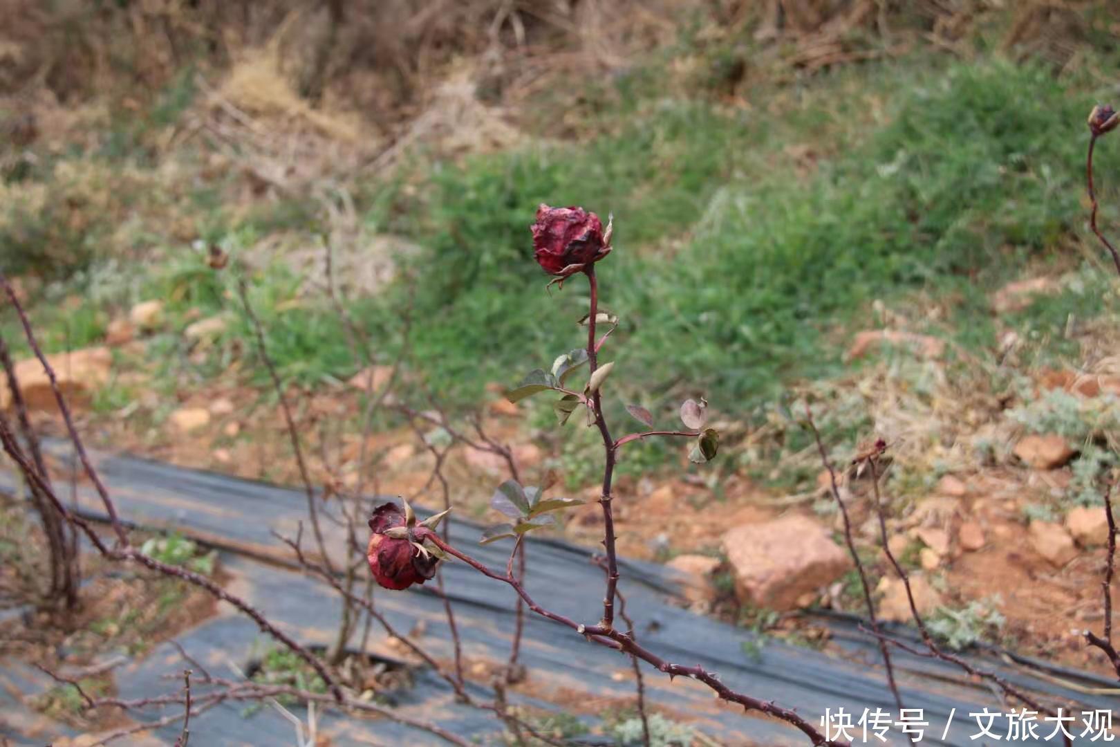 昆明冬日看花