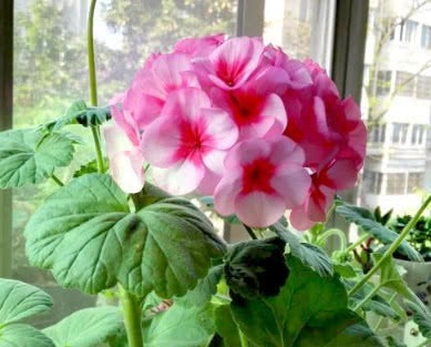 花色艳、花量大的“4种花”，全年花开不停，开爆阳台变花园！