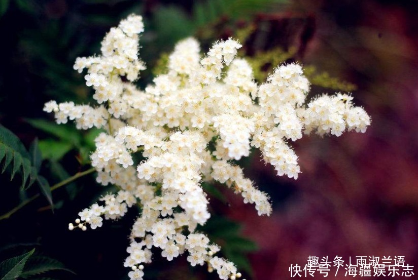 此花是避雷的神树，放于七座炉灶中也烧不断，象征着不懈怠的心