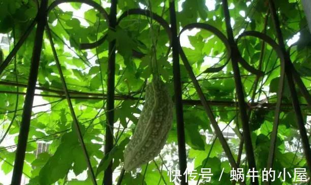 蔬菜|阳台种菜的技巧，看我家阳台的菜，都不用去菜市场了
