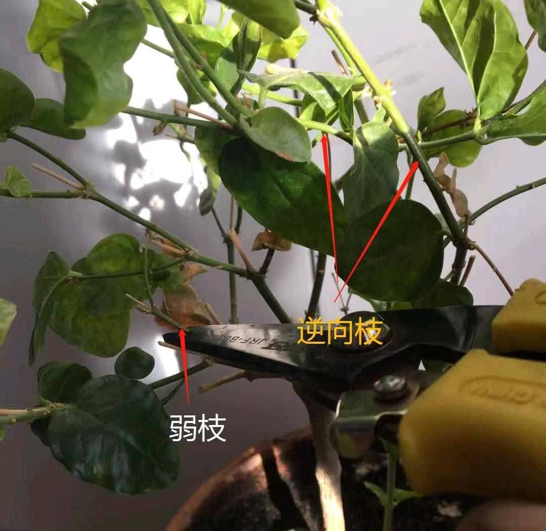 春天来临，这5种盆栽要修理一番了，剃成小光头，开花更顺利